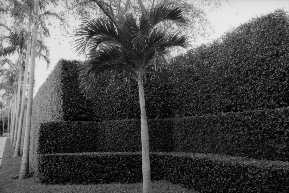 three layer hedges in west palm beach