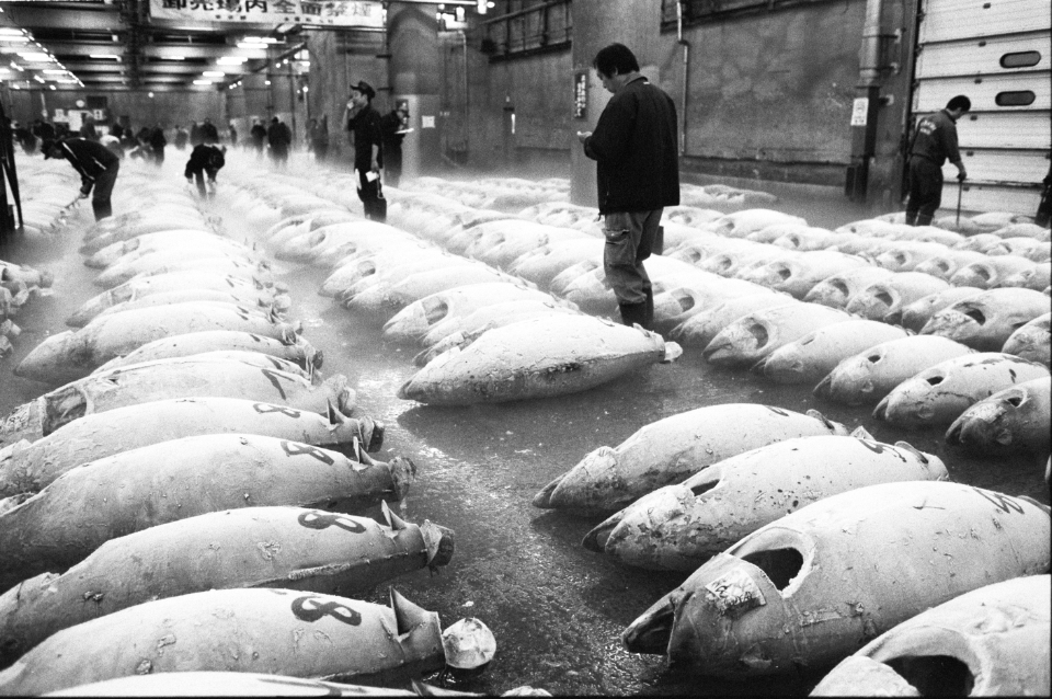 fish market in Tokyo, 2010