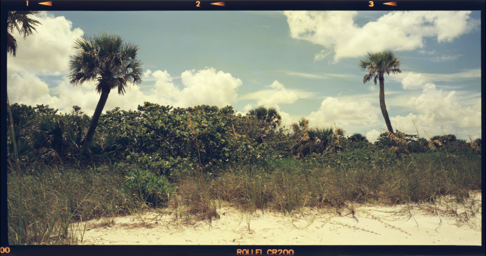 scan of original photograph of two palms shot on rollei film